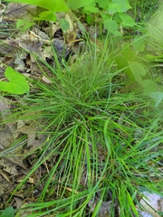 Carex willdenowii