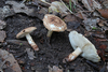Lepiota carinii - Photo (c) Davide Puddu, some rights reserved (CC BY), uploaded by Davide Puddu