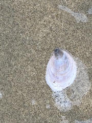 Crepidula onyx