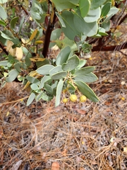Arctostaphylos viscida pulchella