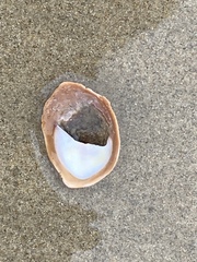 Crepidula onyx