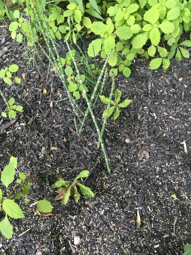 photo of Rough Horsetail (Equisetum hyemale)