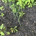 photo of Rough Horsetail (Equisetum hyemale)