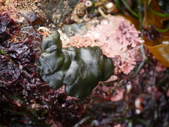 Codium setchellii