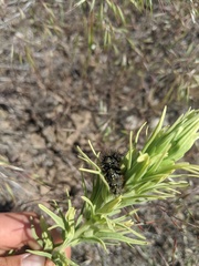 Apantesis nevadensis