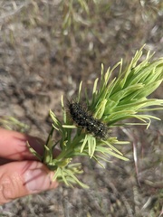 Apantesis nevadensis