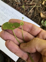 Hydrocotyle tribotrys
