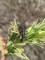 Apantesis nevadensis