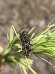 Apantesis nevadensis