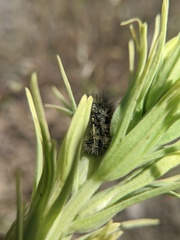Apantesis nevadensis