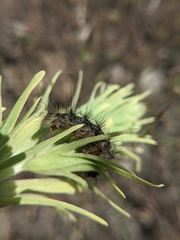 Apantesis nevadensis