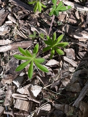 Lupinus perennis