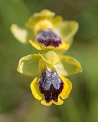 Ophrys sicula