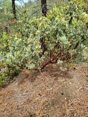 Arctostaphylos viscida pulchella