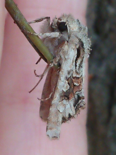 Ichneutica scutata photo 5
