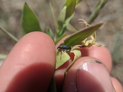 Mecinus janthiniformis