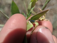 Mecinus janthiniformis