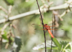 Libellula saturata