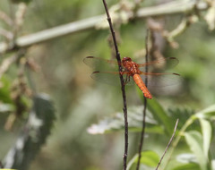Libellula saturata