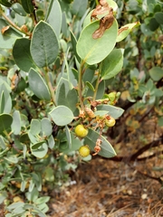 Arctostaphylos viscida pulchella