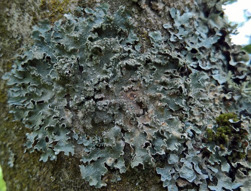 Powdered Speckled Shield Lichen