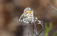 Euphilotes bernardino
