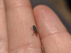 Mecinus janthiniformis