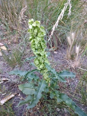 Rumex patientia orientalis