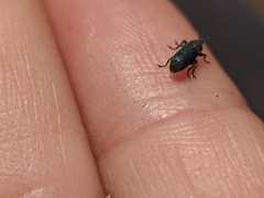 Mecinus janthiniformis