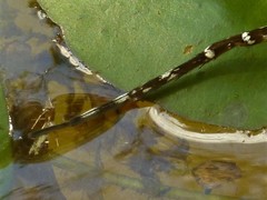 Dolomedes mankorlod