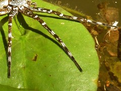 Dolomedes mankorlod
