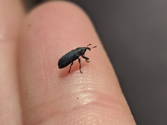 Mecinus janthiniformis
