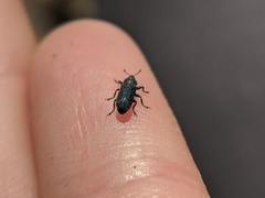 Mecinus janthiniformis