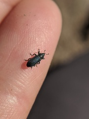 Mecinus janthiniformis
