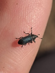 Mecinus janthiniformis