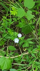 Nemophila phacelioides