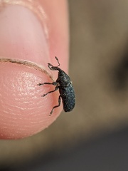 Mecinus janthiniformis