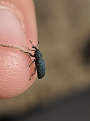 Mecinus janthiniformis