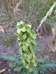 Rumex patientia orientalis