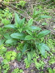 Symphytum officinale