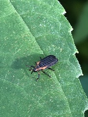 Odontota scapularis