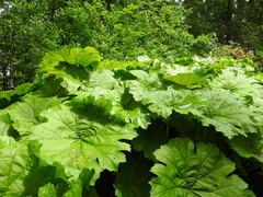 Astilboides tabularis