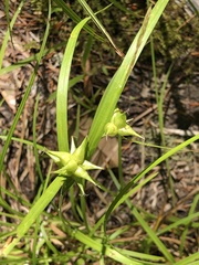 Carex intumescens