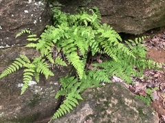 Cystopteris bulbifera