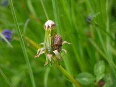 Carpocoris melanocerus
