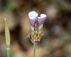 Calochortus argillosus
