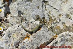 Podarcis muralis colosii