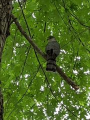 Accipiter cooperii