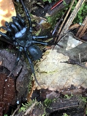 Sphodros niger