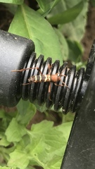 Neoclytus acuminatus